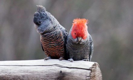 Love is in the Air for our Local Gang-gang Cockatoos!