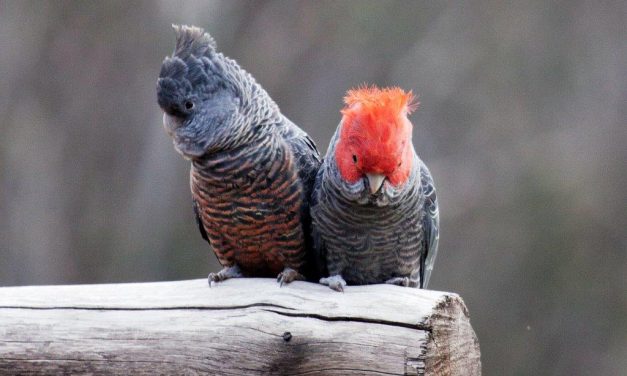 Love is in the Air for our Local Gang-gang Cockatoos!