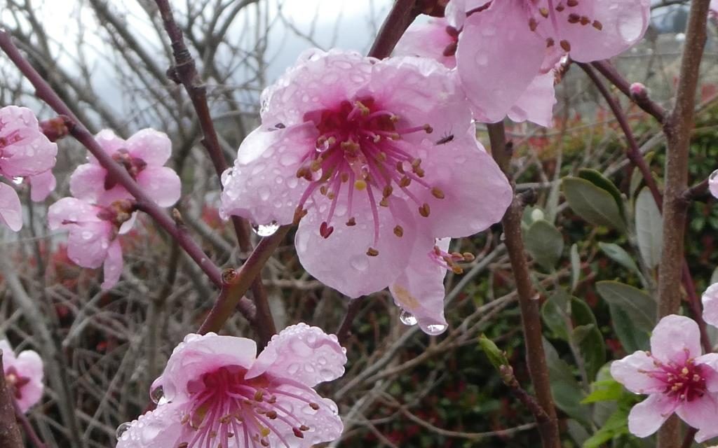 La Nina III is here – Spring Still Trying to Bud