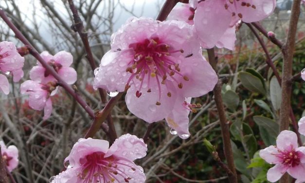 La Nina III is here – Spring Still Trying to Bud