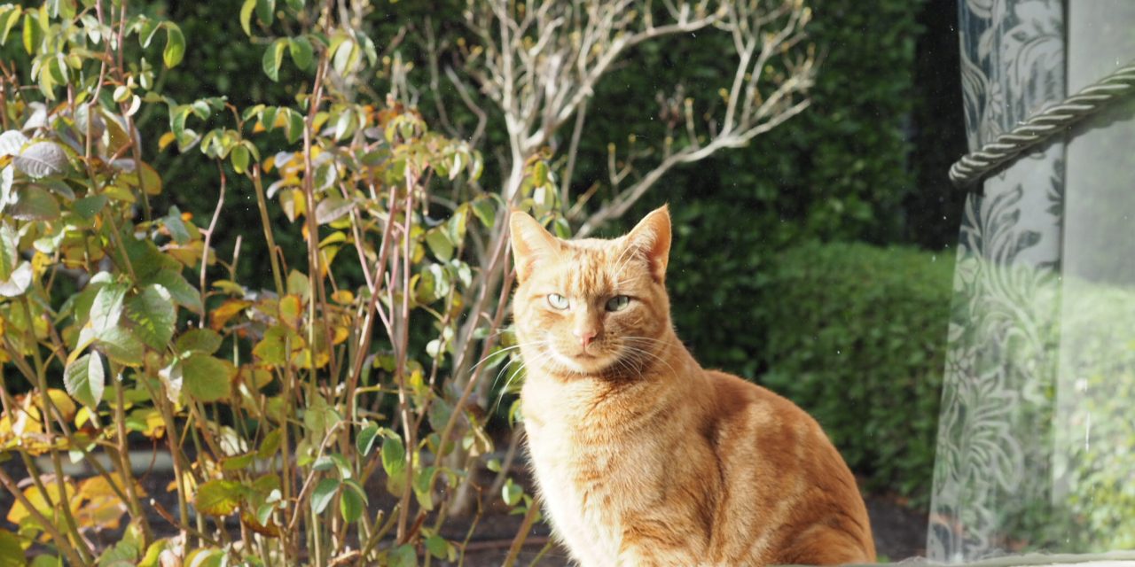 Cat Curfew to Help Protect Wildlife