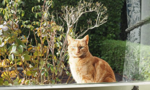 Local Domestic Animal Plan Up for Council Approval