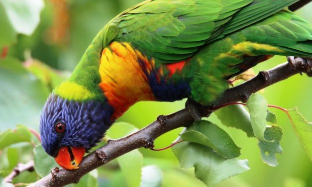 Aussie Bird Count – Get Involved!