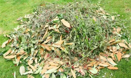 Free Green Waste Disposal in November
