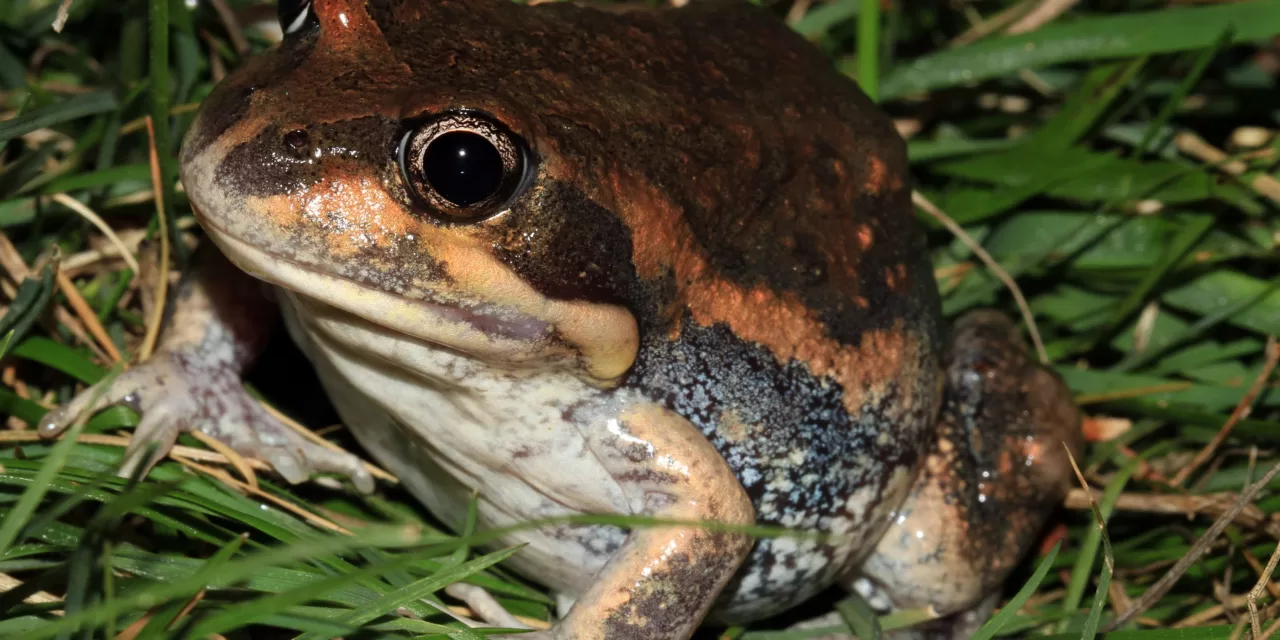 Happy FrogID week!