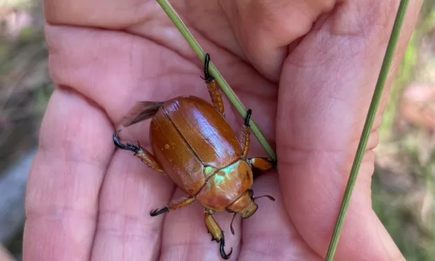 Get Festive with the Christmas Beetle Count