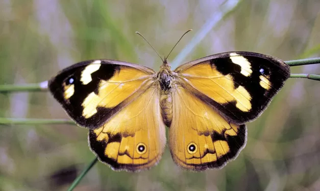 Nature Diary – Common Brown Butterflies