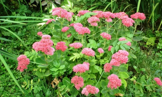 March in the Garden: Welcome to Autumn