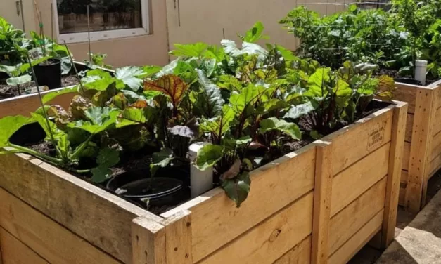Do You Want to Make a Wicking Bed? Or Start a Worm Farm?