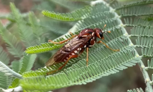 Nature Diary – Spitfire Sawflies