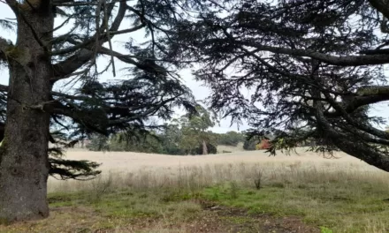 Council Approves Middleton Field Developments but Spares the Trees