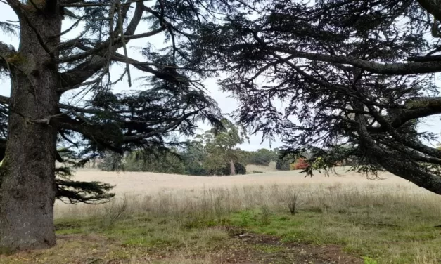 Council Approves Middleton Field Developments but Spares the Trees