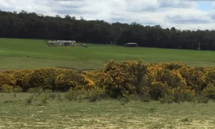 Gorse Control Grants Open to Community Groups