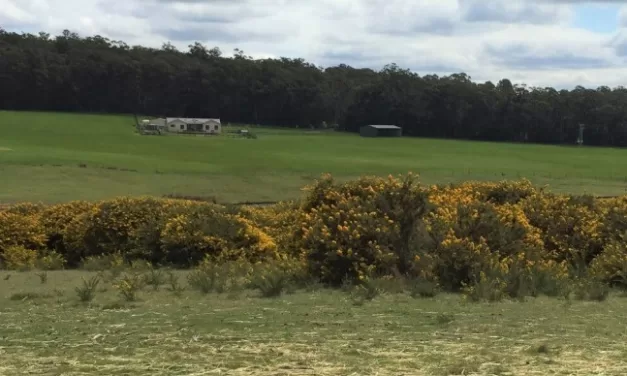 Gorse Control Grants Open to Community Groups