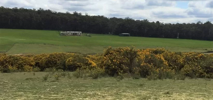 Gorse Control Grants Open to Community Groups