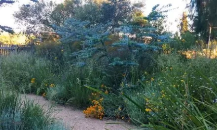 Wildlife Gardening