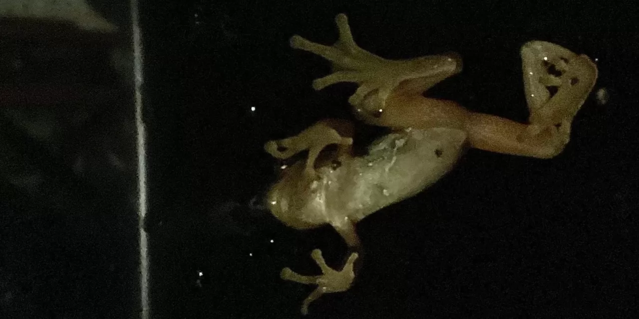 Window frogs!