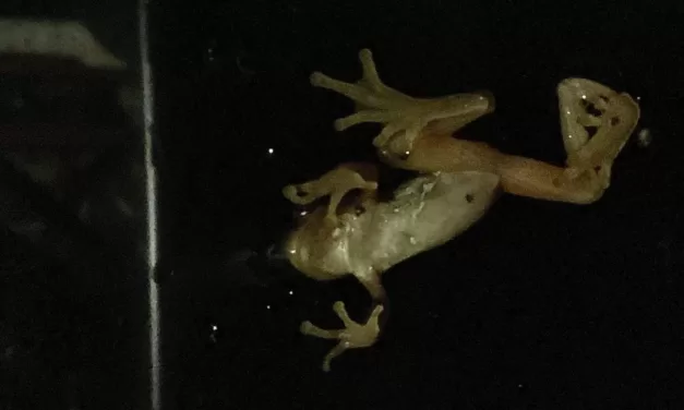 Window frogs!