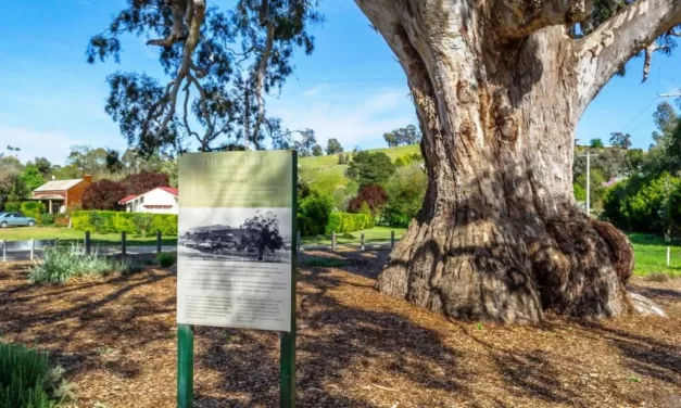 Reading the Country at Contact – A Driving Tour for Reconciliation Week