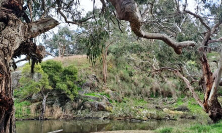 Dja Dja Wurrung Language Returns to Country