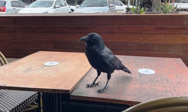 Nature Diary – Our Local “Little Ravens”