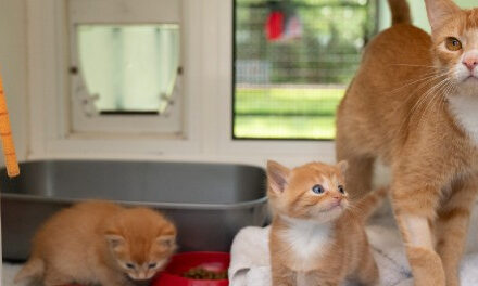 Regional Community Vet Clinic – Low Cost De-sexing Day
