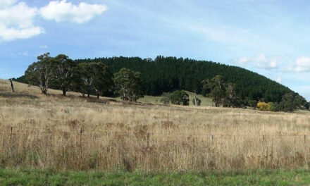 Lalgambuk (Mt Franklin) Transformed