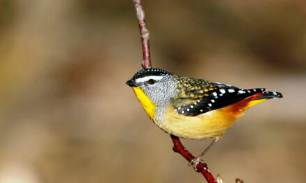 Have You Ever Spotted a Spotted Pardalote?