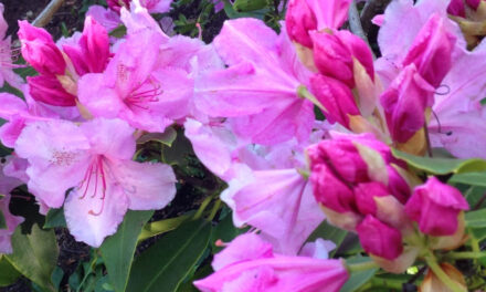 Spring into Gardening
