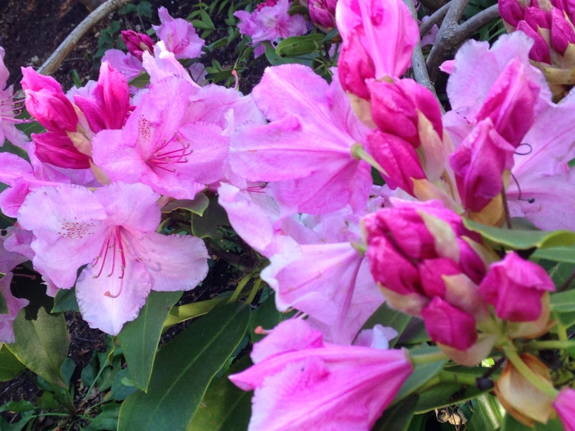 Spring into Gardening