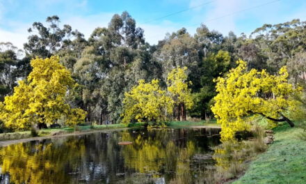 Happy Wattle Day!