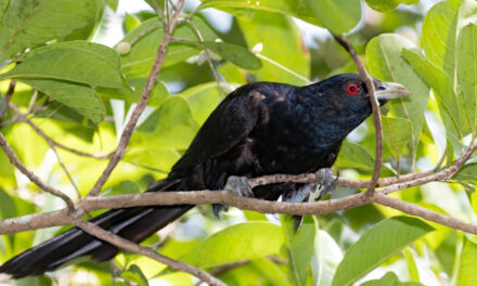 Aussie Bird Count – Get Involved This Year!