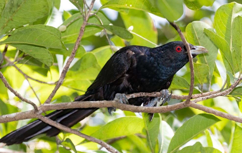 Aussie Bird Count – Get Involved This Year!
