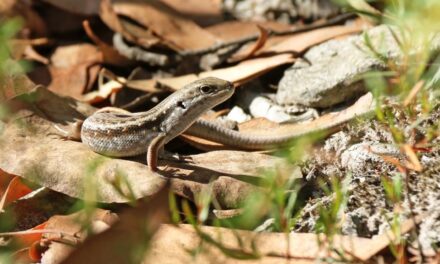 Nature Diary – Meet the Mountain Skink!