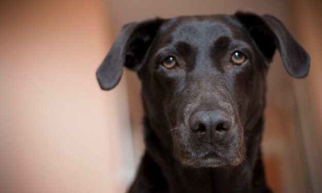 What Will You Do with Your Pets on Fire Risk Days?