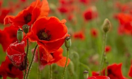 Remembrance Day Commemorations