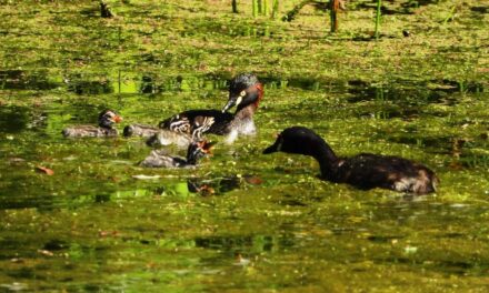 Gorgeous Grebe Chicks Emerge in Garden Dam