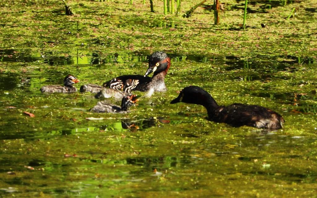 Gorgeous Grebe Chicks Emerge in Garden Dam
