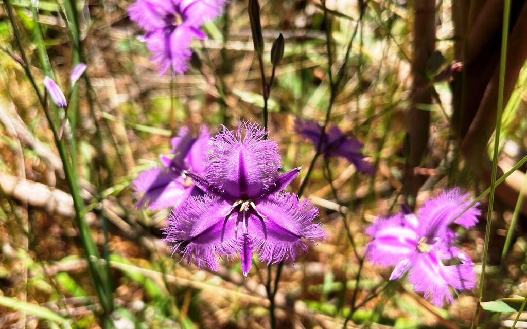Summer Wildflowers