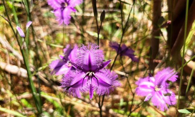 Summer Wildflowers