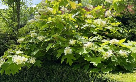 Summer in the Garden