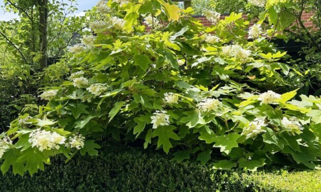 Summer in the Garden