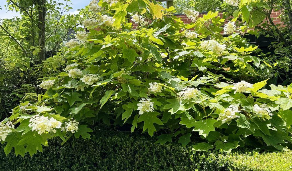 Summer in the Garden