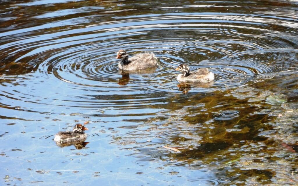 Grebe Chicks Survive Against the Odds