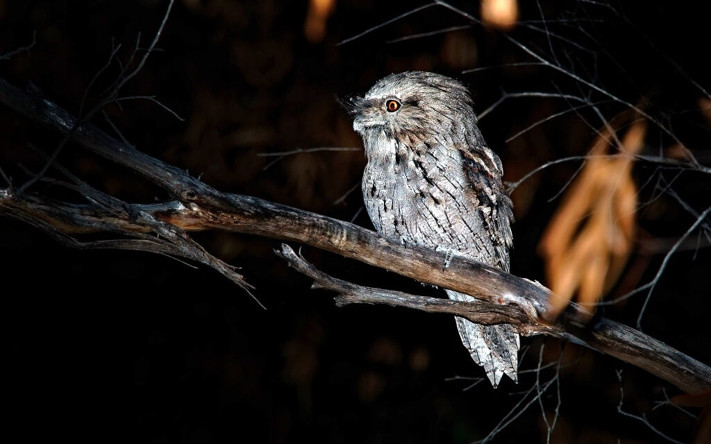 Night Music in Early Spring
