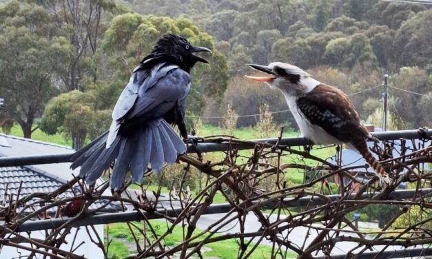 Photo of the Week: Bird Breeding Season