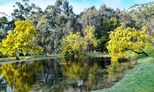 Happy Wattle Day! Photo of the Week
