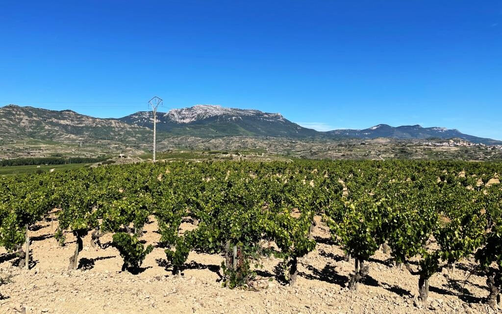 Understanding Tempranillo