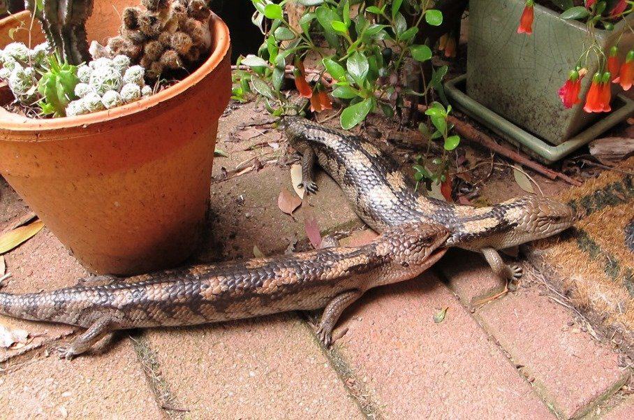 Nature Diary: Our Loveable Lizard Friends – the Blue-Tongues!
