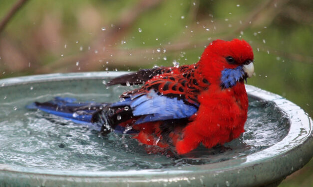 In Praise of Bird Baths!